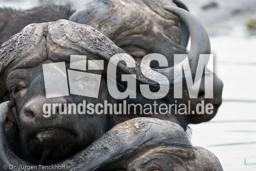 Afrikanischer Büffel (73 von 102).jpg